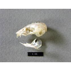 Lateral view of possum skull.
