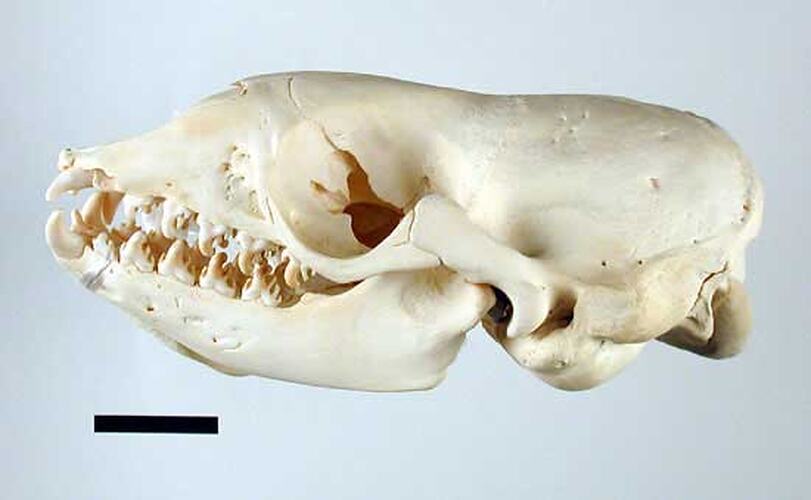 Lateral view of seal skull.