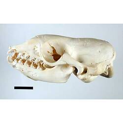 Lateral view of seal skull.