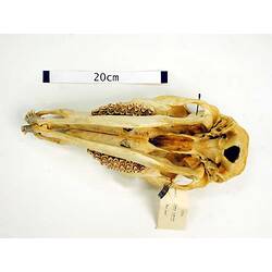 Ventral view of articulated Red Deer skull.