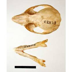 Possum lower jaw beside skull, external surfaces visible.