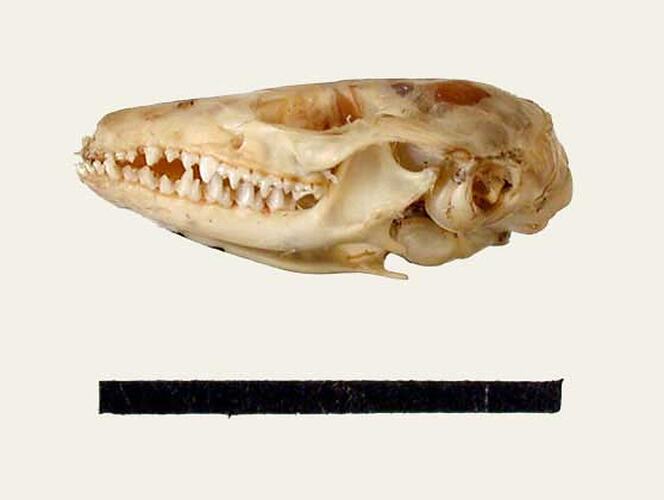 Side view of Ningaui skull.