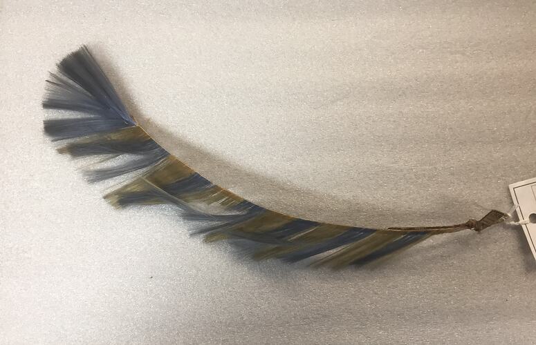 Glass feather in blue and yellow.