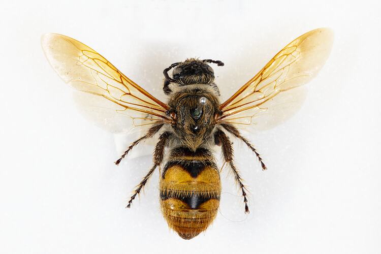 <em>Pseudotrielis gilesi</em>, flower wasp. [HYM 99022]