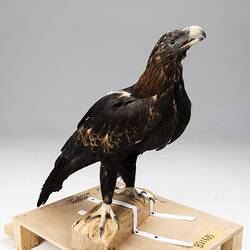 <em>Aquila audax audax</em>, Wedge-tailed Eagle. [B 21635]