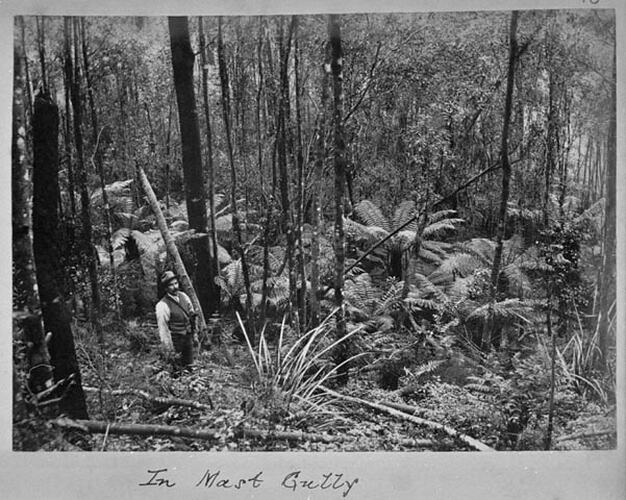 THE DANDENONGS (Continued) 1893. In Mast Gully