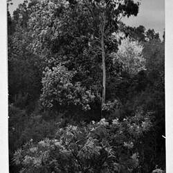 Photograph - 'Spring Blossoms', by A.J. Campbell, Eltham, Victoria, 1903