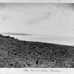 Photograph - 'The Sword-Grass Rookery', by A.J. Campbell, Phillip Island, Victoria, Nov 1896