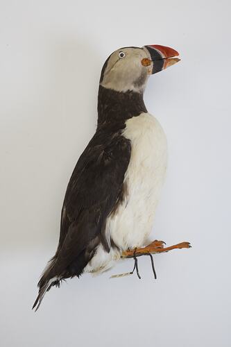 <em>Fratercula arctica</em>, Atlantic Puffin. [B 32929]