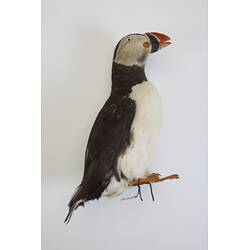 <em>Fratercula arctica</em>, Atlantic Puffin. [B 32929]