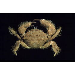 Beaded Hairy Crab viewed from above.