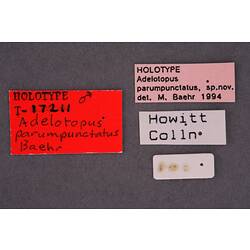 Entomology type specimen labels.