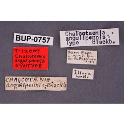 Entomology type specimen labels.