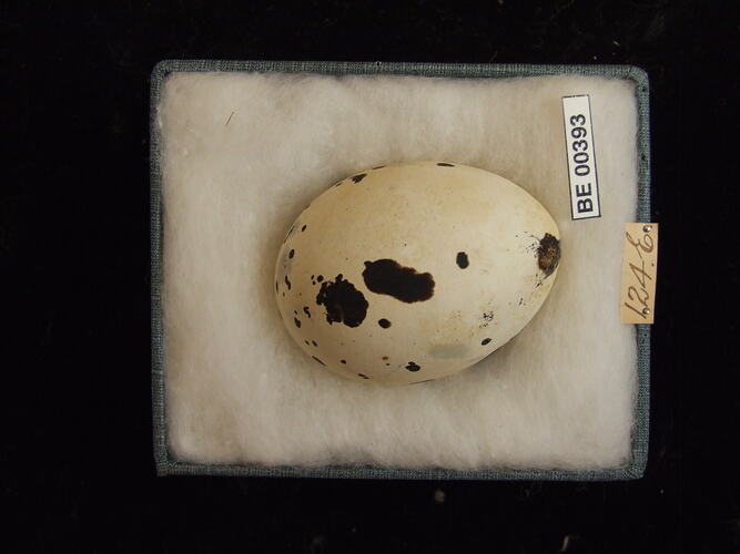 Bird egg with specimen labels in box.