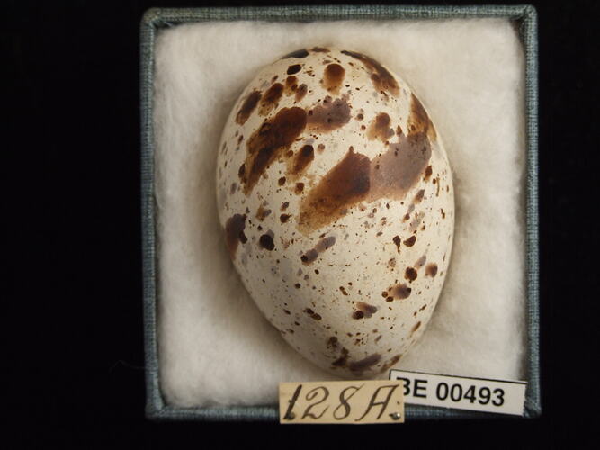 Bird egg with specimen labels in box.