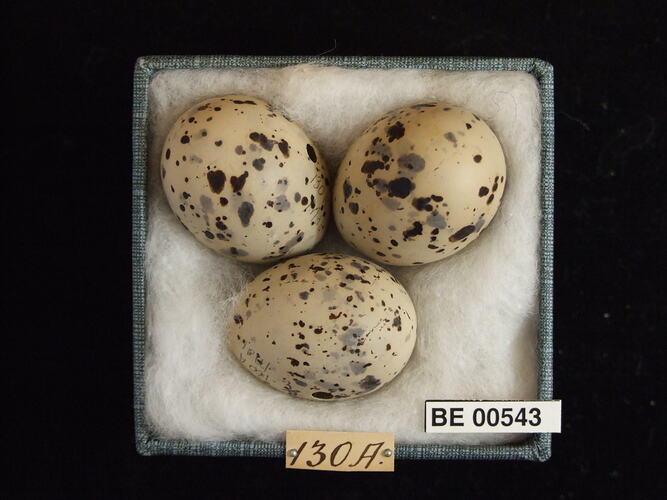 Three bird eggs with specimen labels in box.