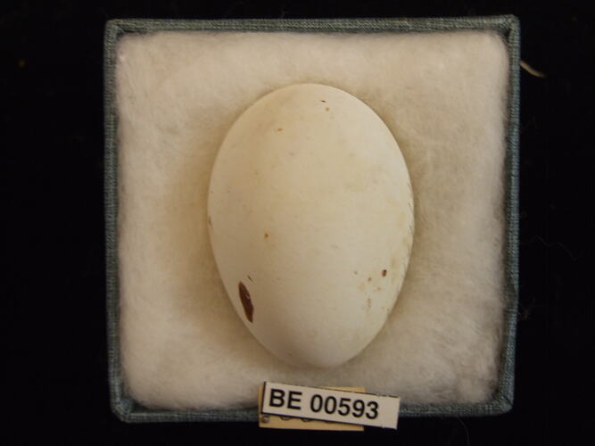 Bird egg with specimen labels in box.