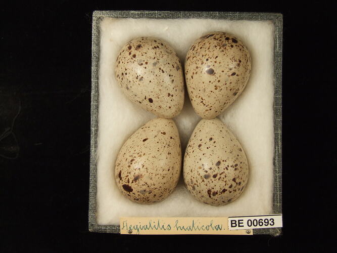 Four bird eggs with specimen labels in box.
