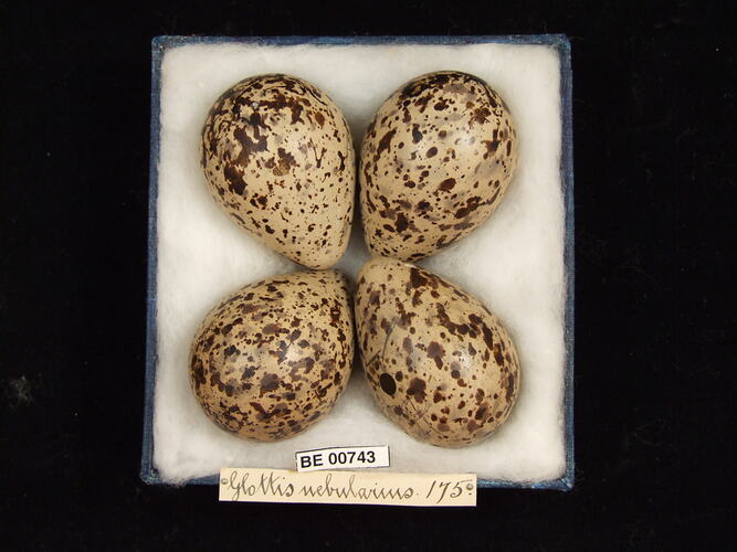 Four bird eggs with specimen labels in box.
