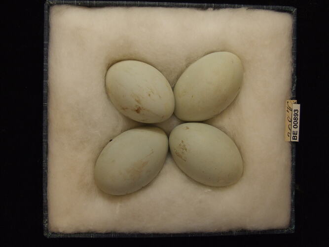 Four bird eggs with specimen labels in box.