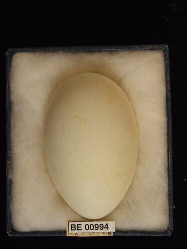 Bird egg with specimen labels in box.