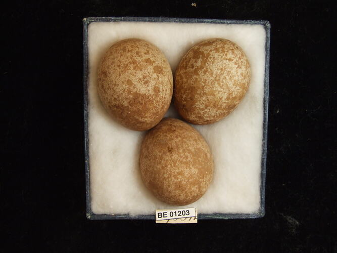 Three bird eggs with specimen labels in box.