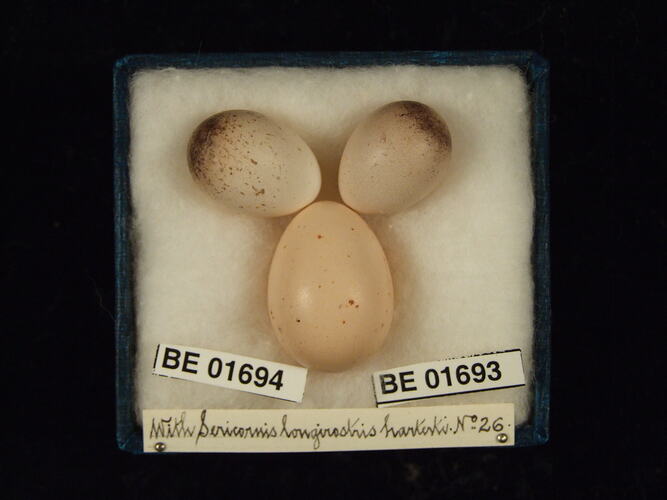 Three bird eggs with specimen labels in box.