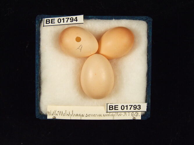 Three bird eggs with specimen labels in box.