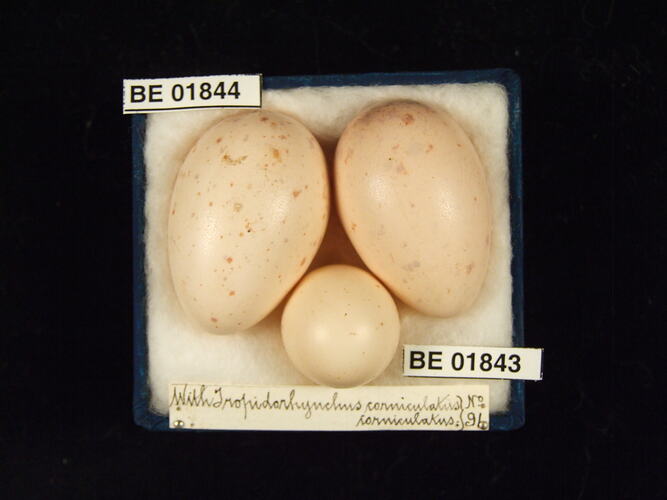 Three bird eggs with specimen labels in box.