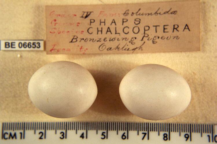 Two bird eggs with specimen labels beside ruler.