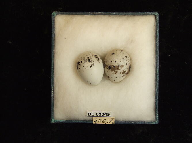 Two bird eggs in box with labels.