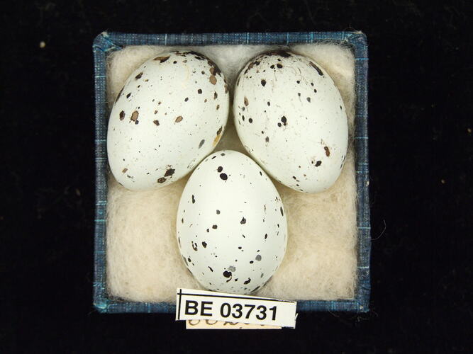 Three bird eggs in box with specimen labels.