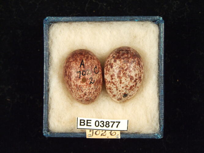 Two bird eggs in box with specimen labels.