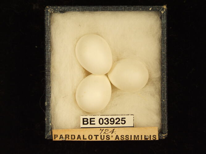 Three bird eggs in box with specimen labels.