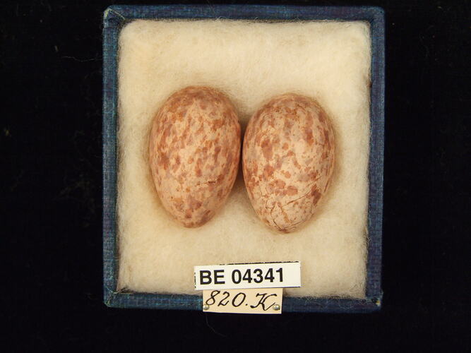 Two bird eggs in box with specimen labels.