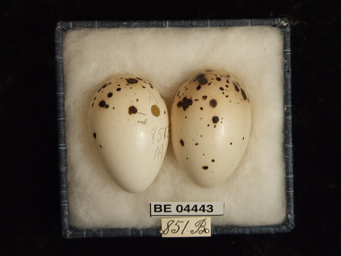 Two bird eggs in box with specimen labels.