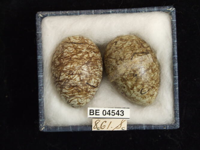 Two bird eggs with specimen labels in box.