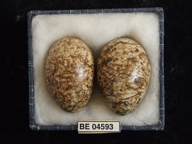 Two bird eggs with specimen labels in box.