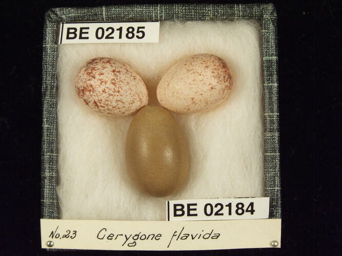 Three bird eggs with specimen labels in box.