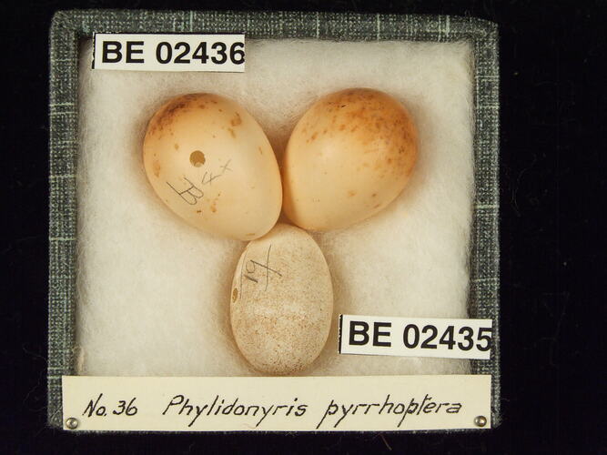 Three bird eggs with specimen labels in box.