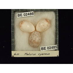 <em>Malurus cyaneus cyanochlamys</em>