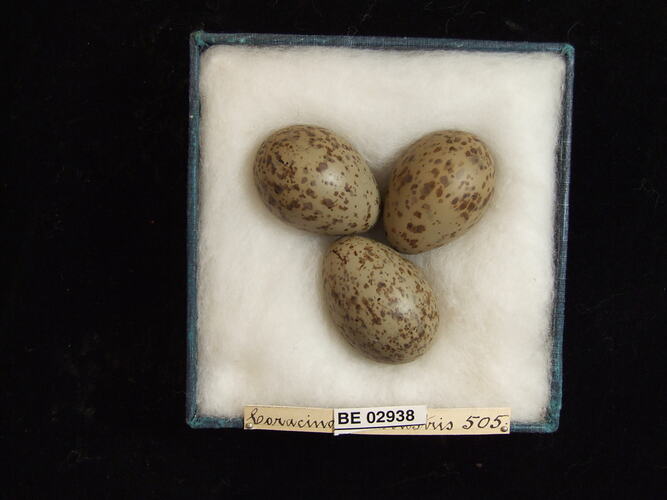 Three bird eggs with specimen label in box.