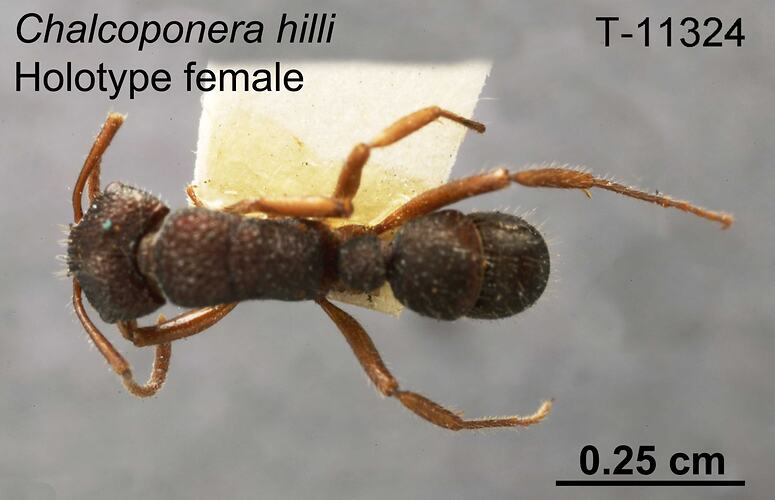 Ant specimen, female, dorsal view.