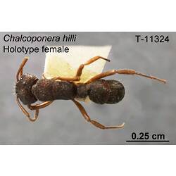 Ant specimen, female, dorsal view.
