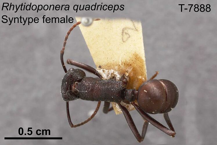 Ant specimen, female, dorsal view.