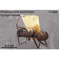 Ant specimen, female, dorsal view.