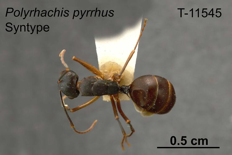 Ant specimen, dorsal view.