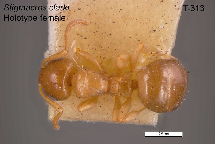 Ant specimen, female, dorsal view.