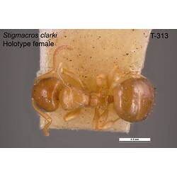 Ant specimen, female, dorsal view.