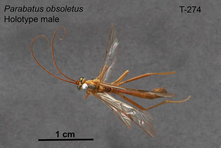 Ichneumon wasp specimen, male, dorsal view.